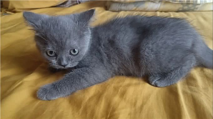 如何挑选一只适合你的宠物猫