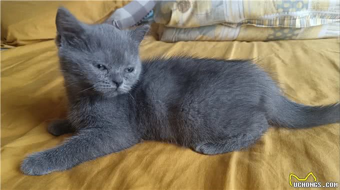 如何挑选一只适合你的宠物猫