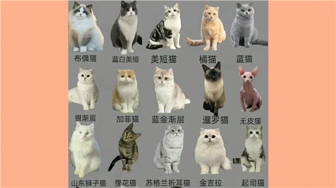 如何挑选一只适合你的宠物猫