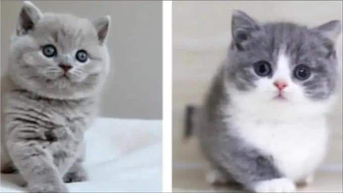如何挑选一只适合你的宠物猫