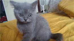 如何挑选一只适合你的宠物猫