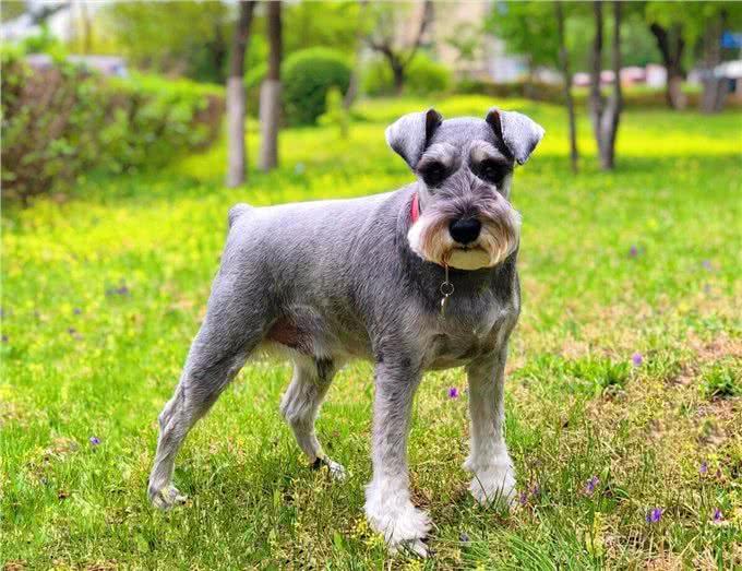 这6种狗狗，可谓是狗界优等生，皮实好养活