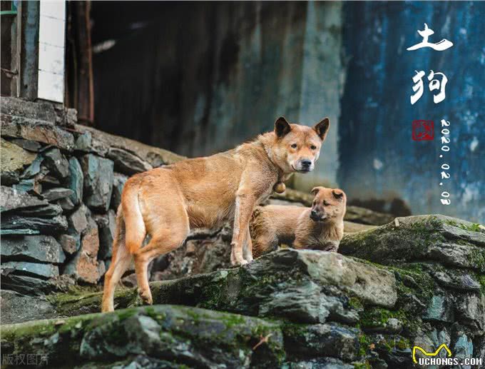 这6种狗狗，可谓是狗界优等生，皮实好养活