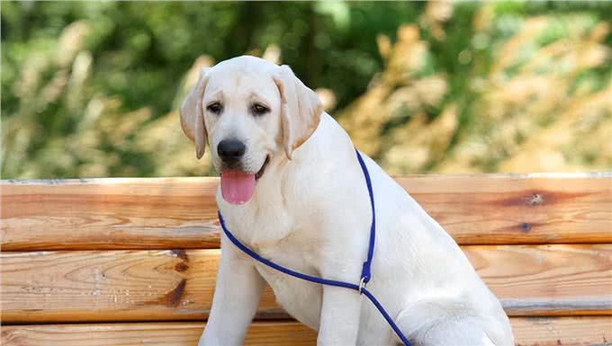 这6种狗狗，可谓是狗界优等生，皮实好养活