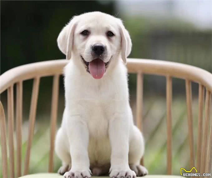 这6种狗狗，可谓是狗界优等生，皮实好养活