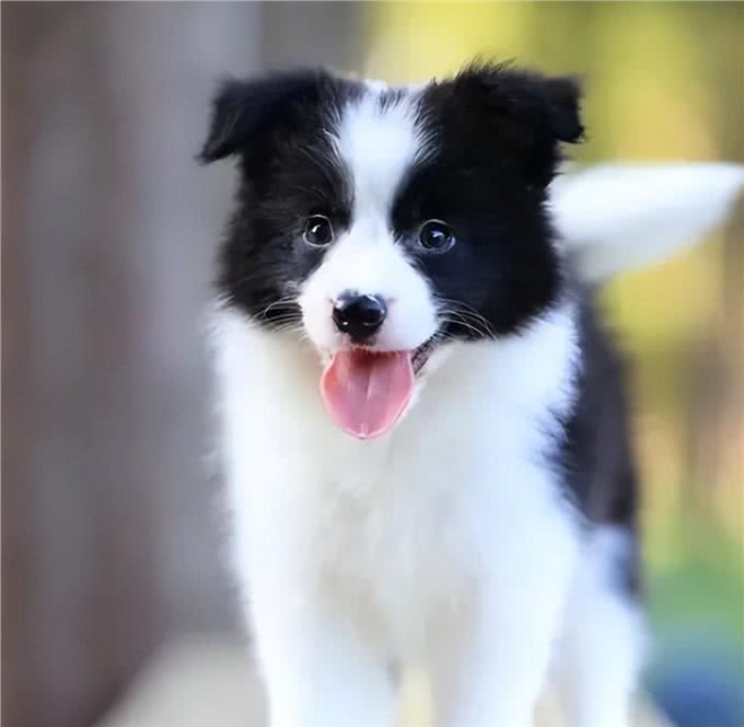 这6种狗狗，可谓是狗界优等生，皮实好养活