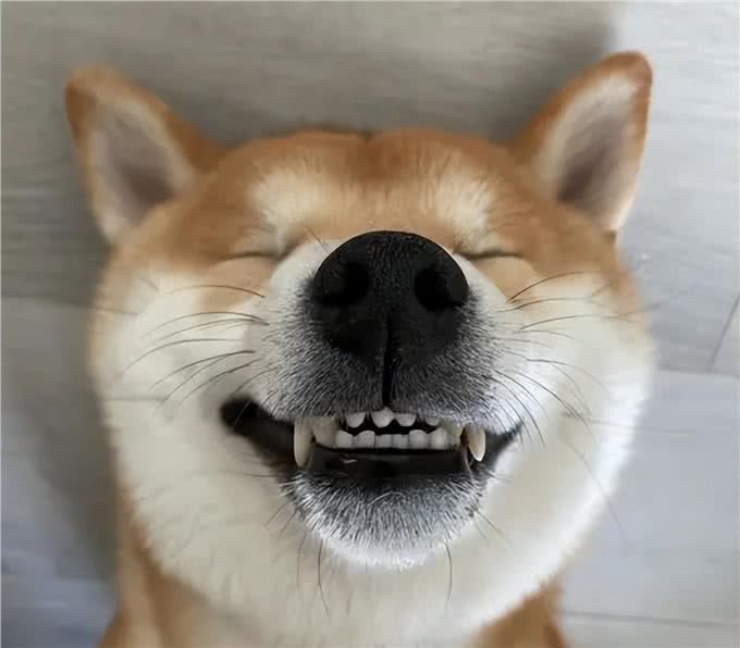 这6种狗狗，可谓是狗界优等生，皮实好养活