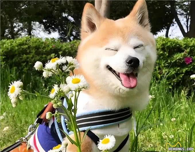 这6种狗狗，可谓是狗界优等生，皮实好养活