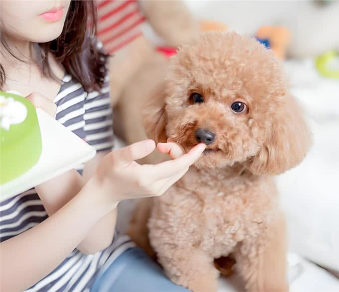 这6种狗狗，可谓是狗界优等生，皮实好养活