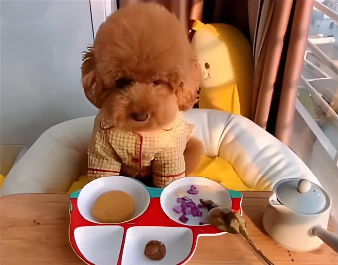 这6种狗狗，可谓是狗界优等生，皮实好养活