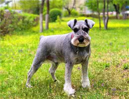 这6种狗狗，可谓是狗界优等生，皮实好养活