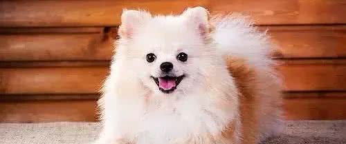 狗狗在家就可以做的体检方法!