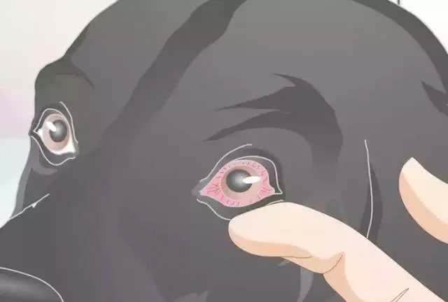 狗狗在家就可以做的体检方法!