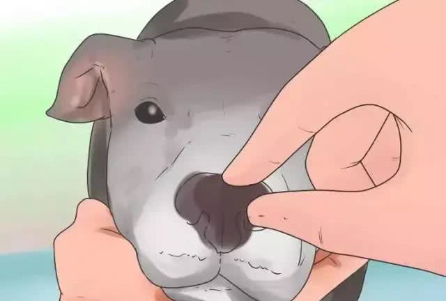 狗狗在家就可以做的体检方法!