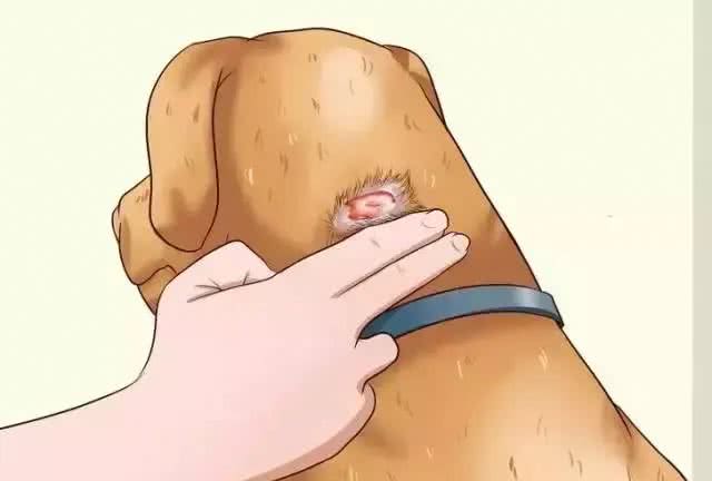 狗狗在家就可以做的体检方法!