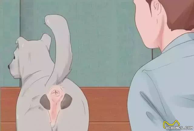 狗狗在家就可以做的体检方法!