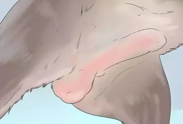 狗狗在家就可以做的体检方法!