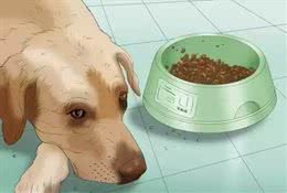 狗狗在家就可以做的体检方法!