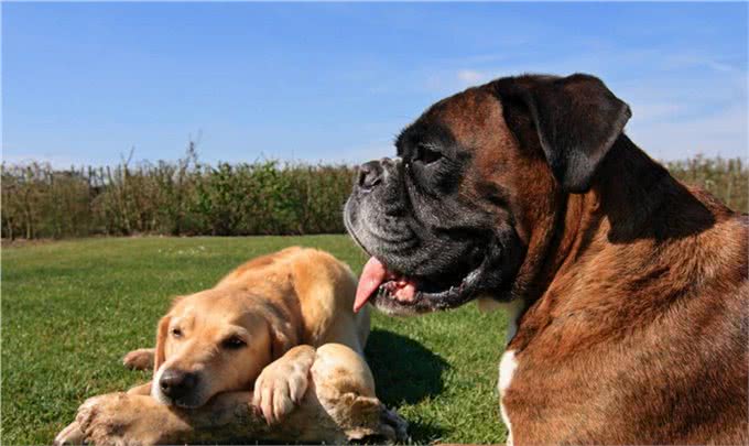 看家护院的5种极品狗狗:虽然少见但是确实很实用哦