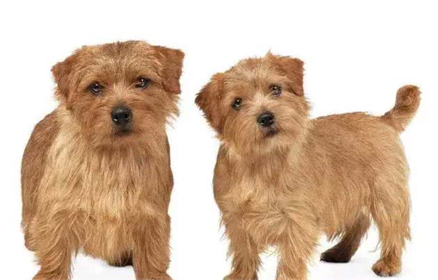 看家护院的5种极品狗狗:虽然少见但是确实很实用哦