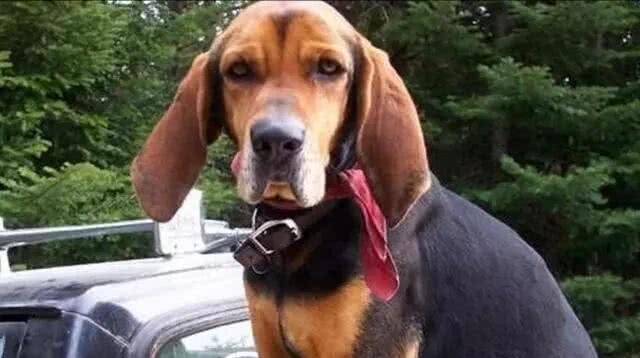 看家护院的5种极品狗狗:虽然少见但是确实很实用哦