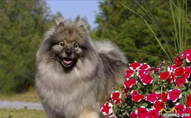 看家护院的5种极品狗狗:虽然少见但是确实很实用哦