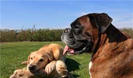 看家护院的5种极品狗狗:虽然少见但是确实很实用哦