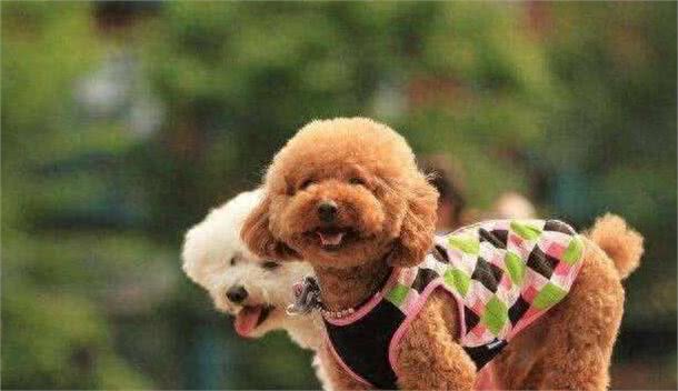 泰迪犬为什么那么喜欢舔东西?舔哪里有不同的含义吗?