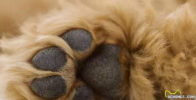 泰迪犬为什么那么喜欢舔东西?舔哪里有不同的含义吗?