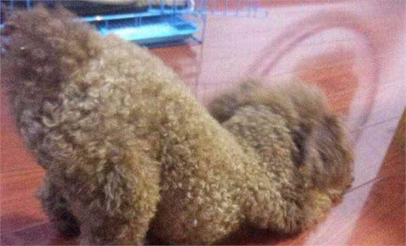 泰迪犬为什么那么喜欢舔东西?舔哪里有不同的含义吗?