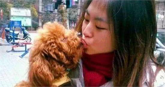泰迪犬为什么那么喜欢舔东西?舔哪里有不同的含义吗?