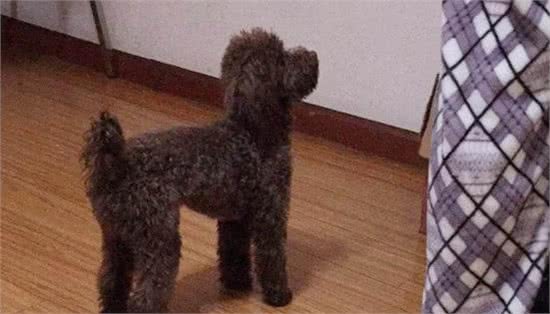 泰迪犬为什么那么喜欢舔东西?舔哪里有不同的含义吗?