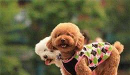 泰迪犬为什么那么喜欢舔东西?舔哪里有不同的含义吗?