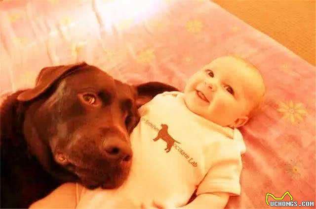 这10种狗最适宜与孩子相伴，它们耐心，勇敢