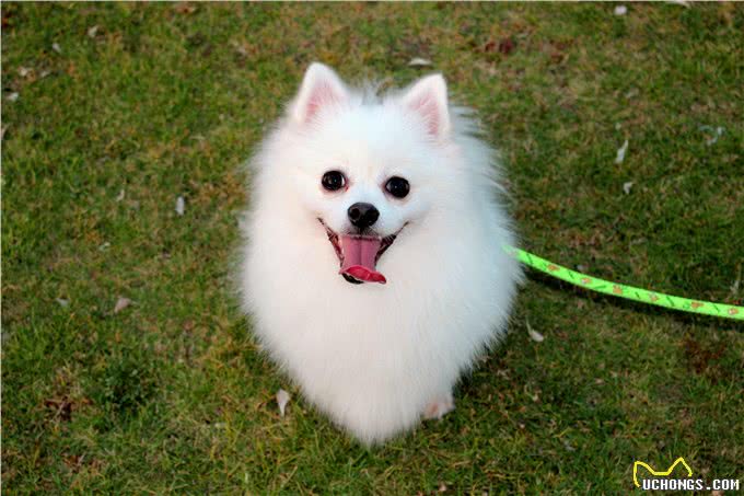 厉害了!四招教你祛除博美泪痕