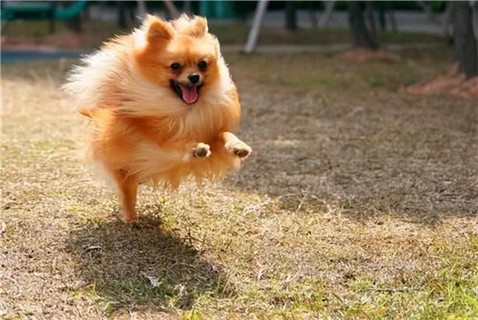 厉害了!四招教你祛除博美泪痕