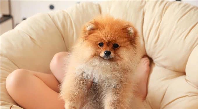 厉害了!四招教你祛除博美泪痕