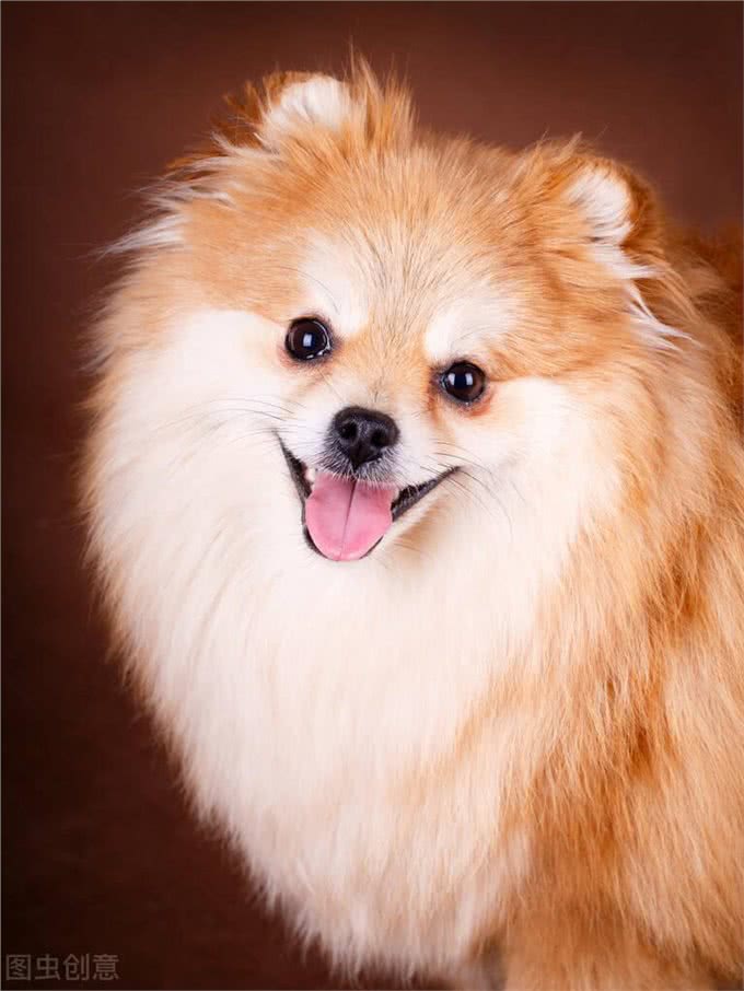 厉害了!四招教你祛除博美泪痕