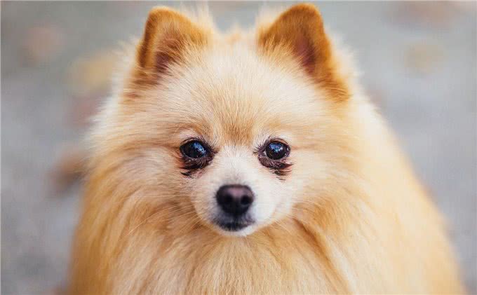 厉害了!四招教你祛除博美泪痕