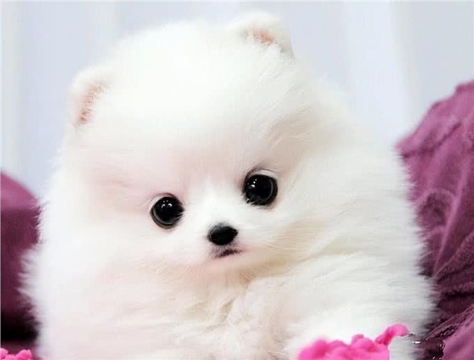 厉害了!四招教你祛除博美泪痕