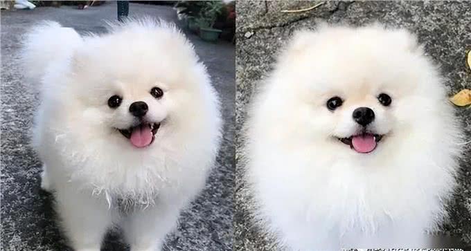 厉害了!四招教你祛除博美泪痕