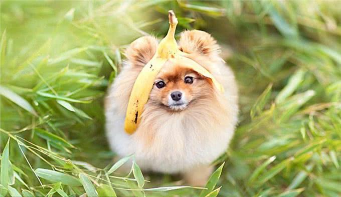 厉害了!四招教你祛除博美泪痕