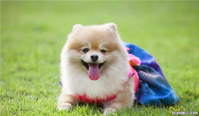 厉害了!四招教你祛除博美泪痕