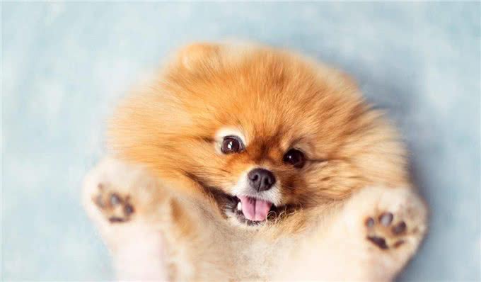 厉害了!四招教你祛除博美泪痕