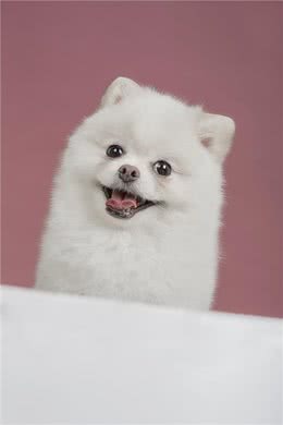 厉害了!四招教你祛除博美泪痕