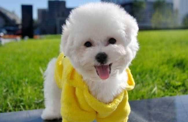 只要做好这7件事，就可以让比熊多活几年，收好了