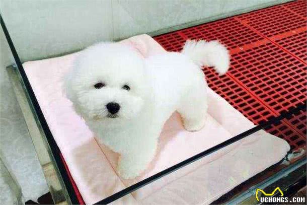 只要做好这7件事，就可以让比熊多活几年，收好了