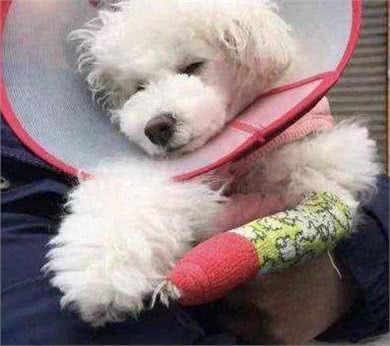 只要做好这7件事，就可以让比熊多活几年，收好了