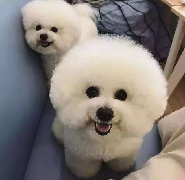 只要做好这7件事，就可以让比熊多活几年，收好了