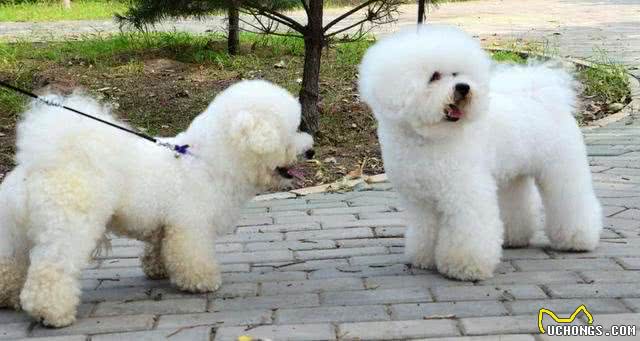 只要做好这7件事，就可以让比熊多活几年，收好了